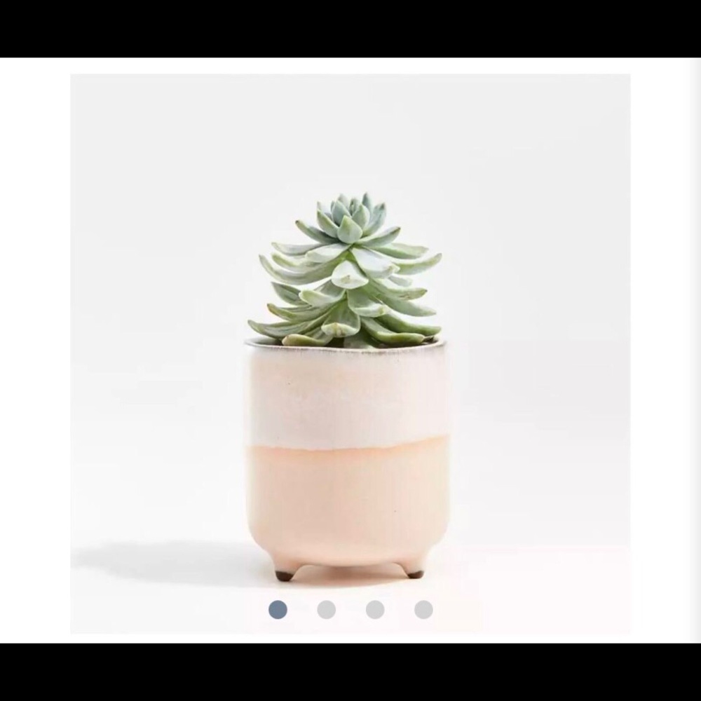 - Crate&Barrel Zea footed planter Mini for succulent